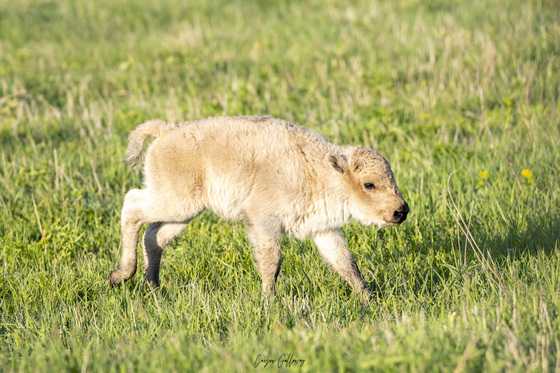 'One in a million' white bison calf born at refuge has died — WESH 2 Orlando