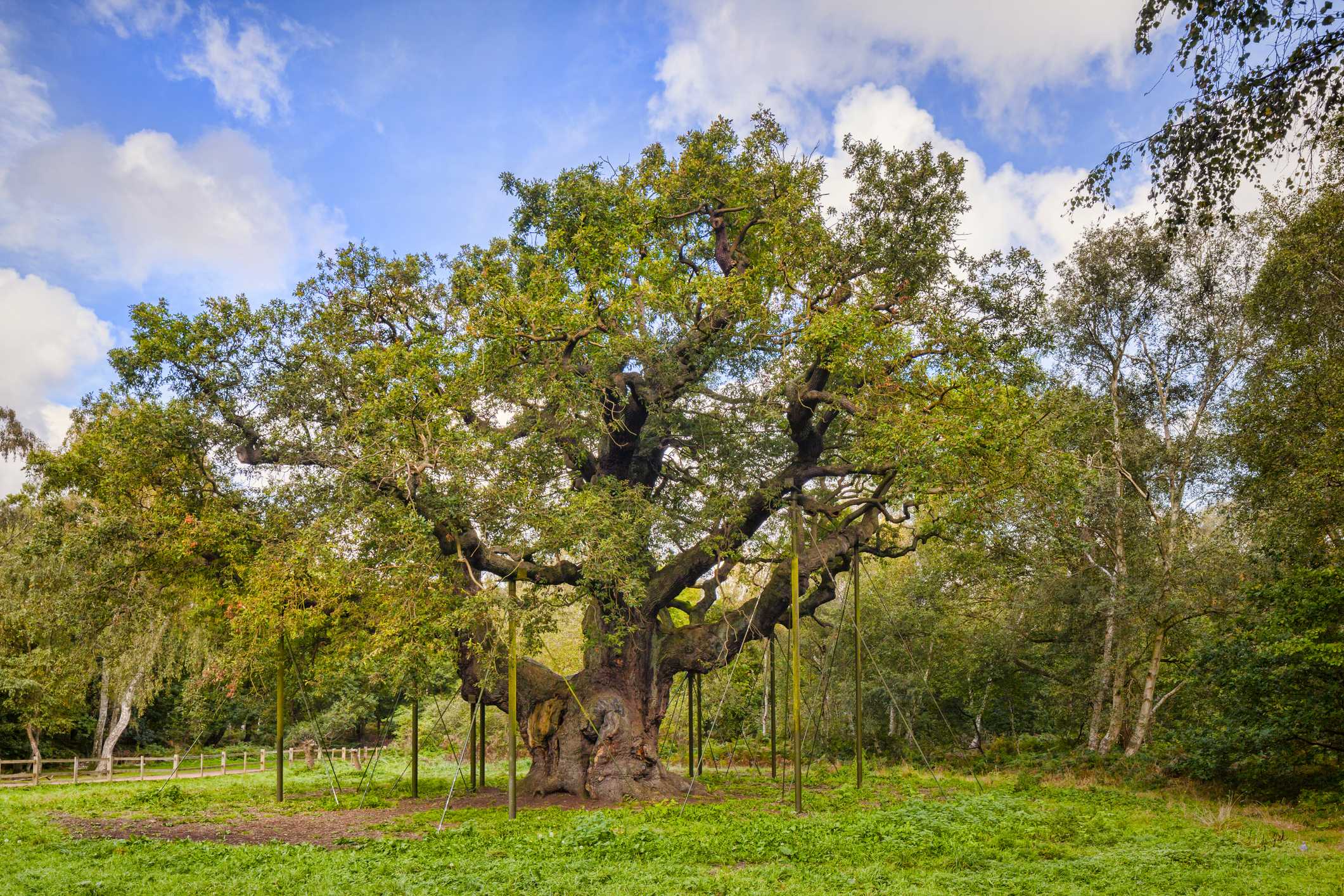 Ancient Sherwood Forest oak tree reputed to have sheltered Robin Hood has died — WESH 2 Orlando
