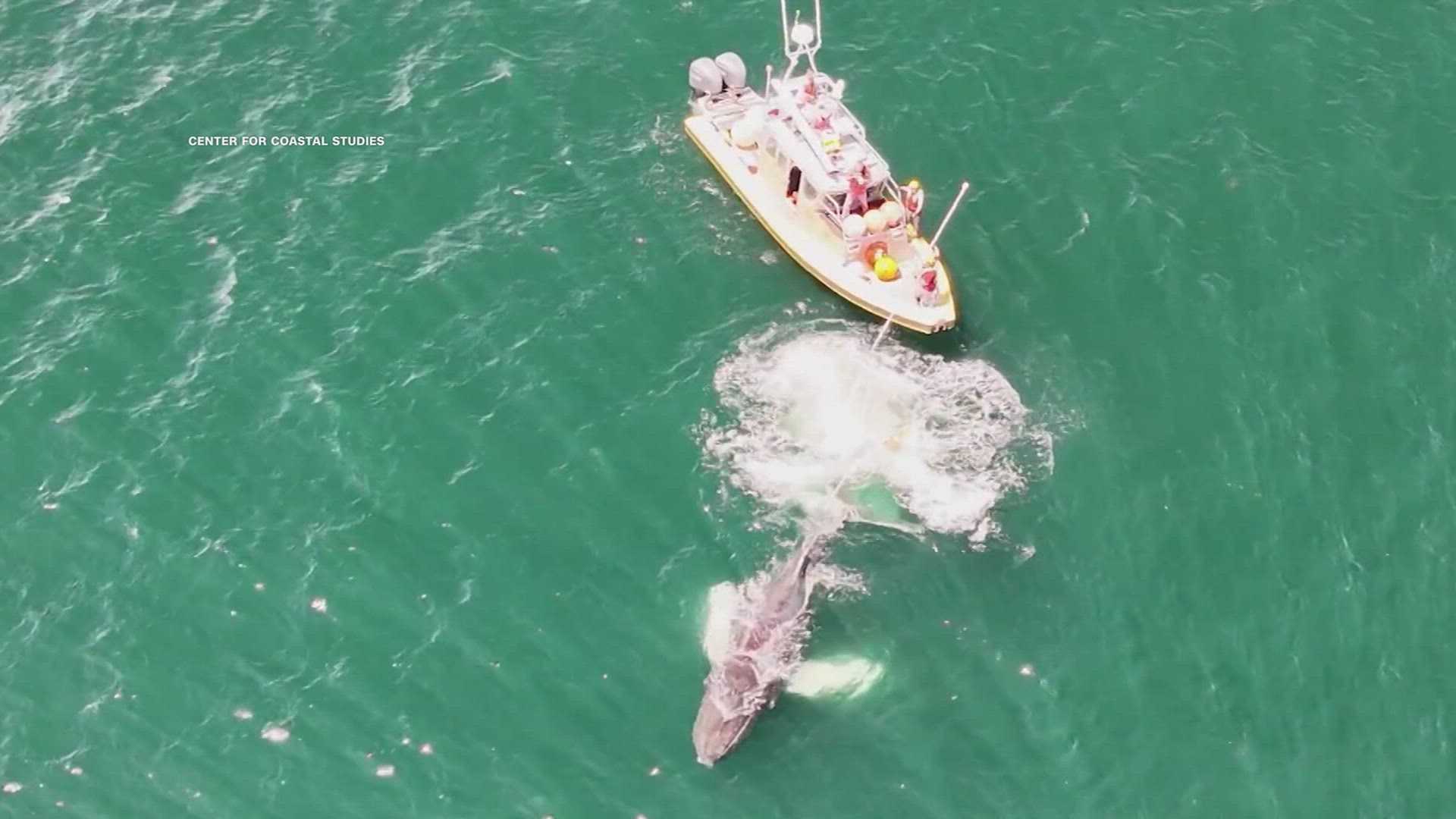 'It was an honor': Entangled whale freed from fishing gear — WESH 2 Orlando, Winter Park Community news