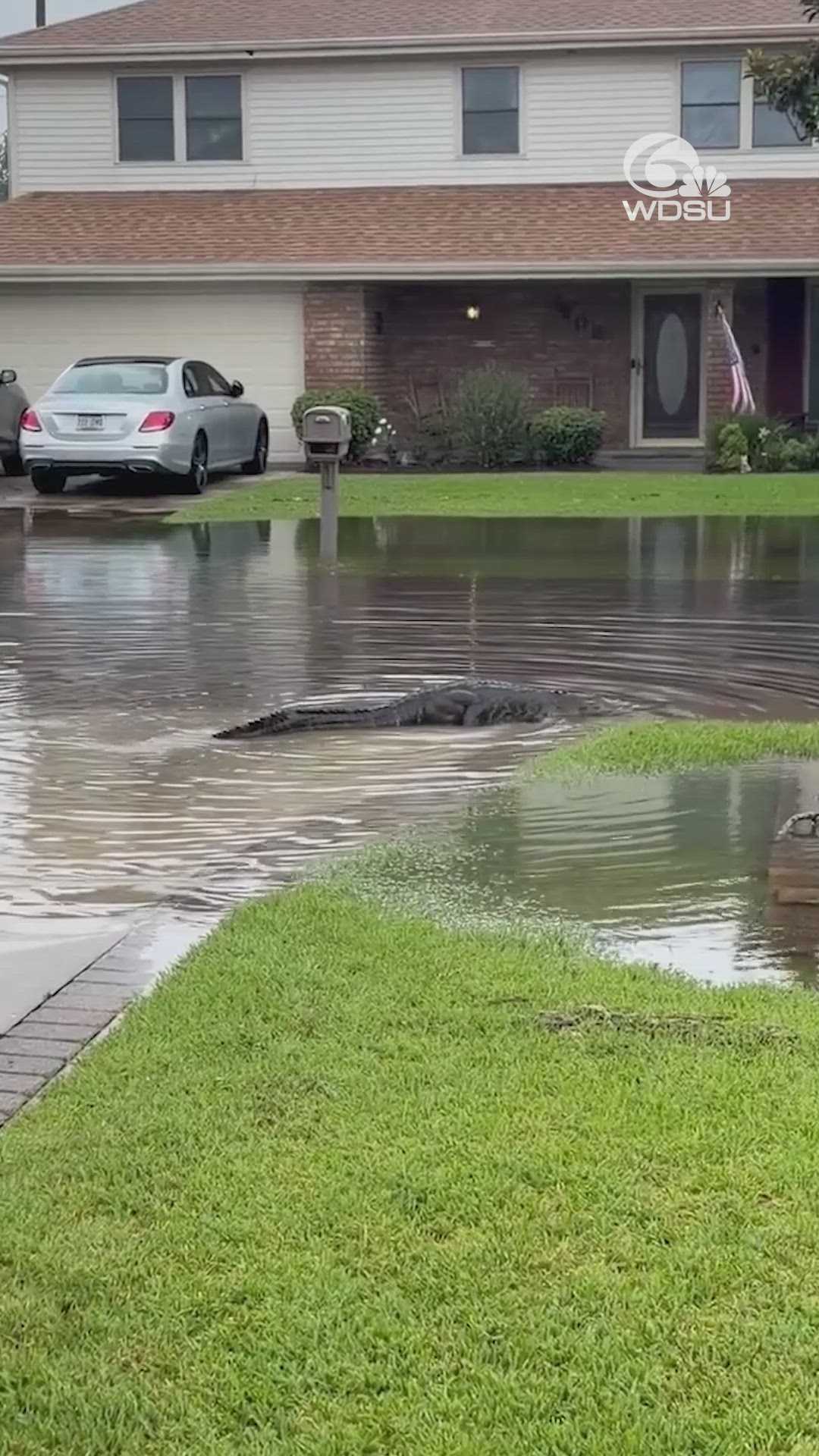 Video shows alligator lurking in flood waters in Louisiana — WESH 2 Orlando, Winter Park Community news