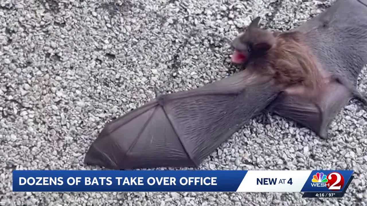 Seminole County therapist discovers over 50 bats in her office — WESH 2 Orlando, Winter Park Health news