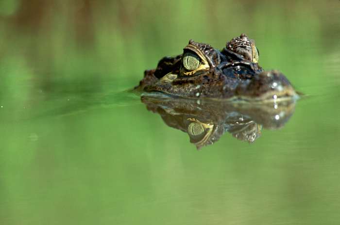 That’s not an alligator — but it’s slowly invaded Florida, experts say — ClickOrlando Local, Winter Park Technology news